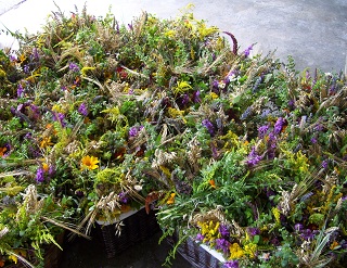 Foto der 230 gebundenen Kr&auml;uterbuschen