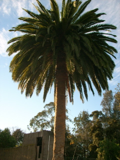 Foto Palme am Pazifikstrand