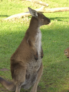 Foto eines K&auml;nguruhs im Zoo in Melbourne