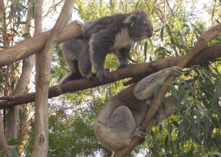 Foto von Koalas im Zoo in Melbourne